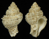 ǦW:Coralliophila sp.