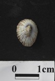 ǦW:Siphonaria sp.