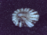 ǦW:Siphonaria javanica sipho