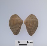ǦW:Crenocrassatella (Bathytormus) foveolata