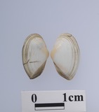ǦW:Anisocorbula pallida