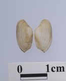 ǦW:Corbula scaphoides