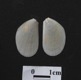 ǦW:Limaria fragilis
