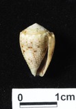 ǦW:Conus coronatus f. aristophanes