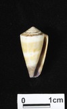 ǦW:Conus sugillatus