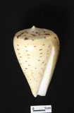 ǦW:Conus betulinus f. tabulata