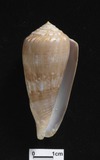 ǦW:Conus kinoshitai f. calliginosus