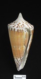 ǦW:Conus generalis f. krabiensis