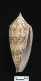 ǦW:Conus australis f. duplicatus