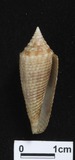 ǦW:Conus australis f. cebuganus