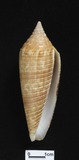 ǦW:Conus australis f. gabryae