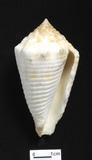 ǦW:Conus samiae