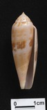 ǦW:Conus viola f. blatteus