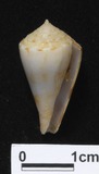 ǦW:Conus pseudokimioi