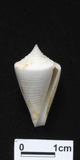 ǦW:Conus wakayamaensis f. nereis