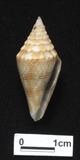 ǦW:Conus subaequalis