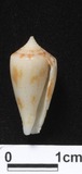 ǦW:Conus nitidus