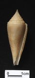 ǦW:Conus insculptus