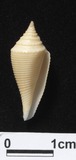 ǦW:Conus insculptus