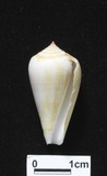 ǦW:Conus furvus f. aegrotus
