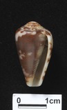 ǦW:Conus magus f. signifer