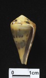 ǦW:Conus vexillum vexillum f. sulphuratus