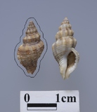 ǦW:Ergalatax dattilioi