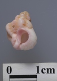 ǦW:Favartia cf. salmonea