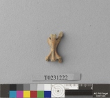 �򪫡G�p���ʪ�����