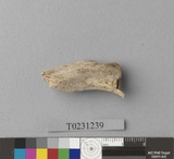 �򪫡G���j���������ذ�