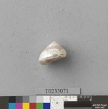 �򪫡G������