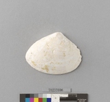 �򪫡G���ߺ�