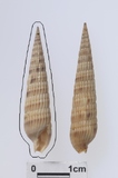 �ǦW:Brevimyurella awajiensis