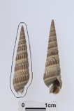 �ǦW:Duplicaria recticostata