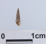 �ǦW:Terebra macandrewii