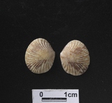 ����W:�s���aî��