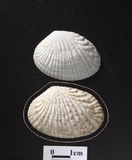 ����W:�aî��