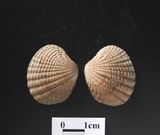 ����W:�aî��