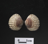 ����W:�aî��