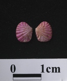 ����W:�aî��