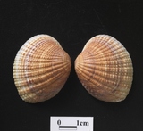 ����W:�Y�aî��