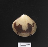 ����W:�����aî��