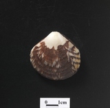 ����W:�����aî��