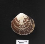 ����W:�����aî��