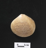 ����W:�����aî��