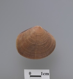 ����W:���R���k��