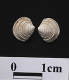 ����W:�󥭬��k��