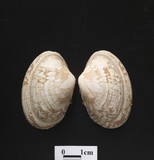 ����W:�p����î��