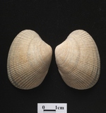 ����W:��߻���î��