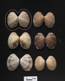 ����W:��߻���î��